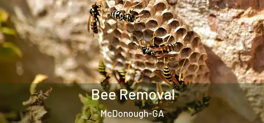  Bee Removal McDonough-GA