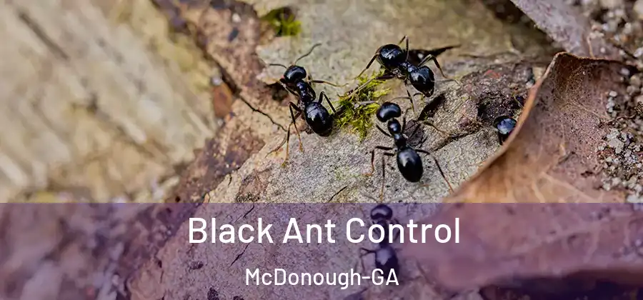 Black Ant Control McDonough-GA