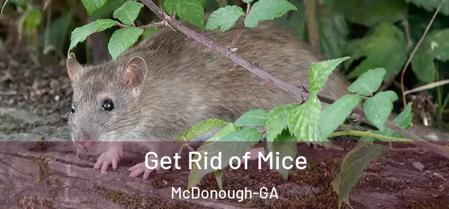 Get Rid of Mice McDonough-GA