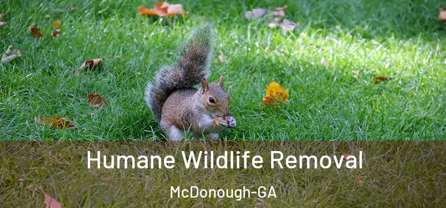 Humane Wildlife Removal McDonough-GA