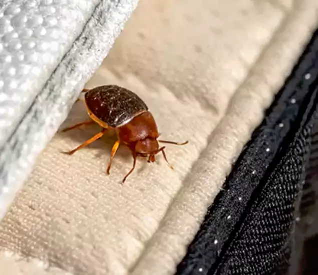 Trusted Bed Bug Prevention Specialists in McDonough, GA