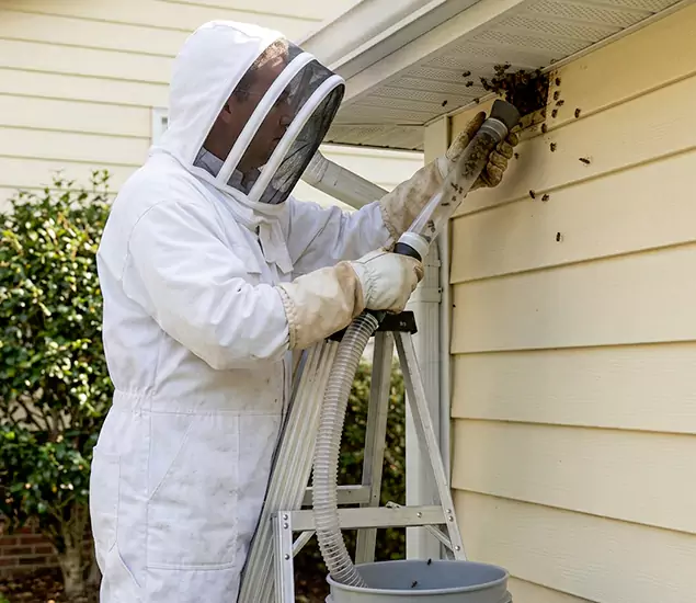 Your Affordable Bee Removal Company in McDonough, GA