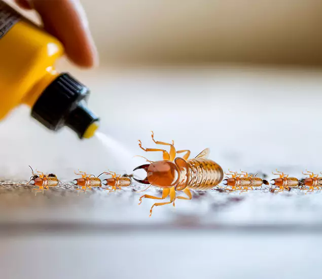 Reliable Bora Care Termite Experts in McDonough, GA