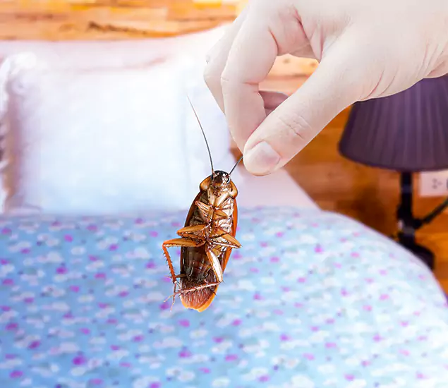 Expert Roach Control Services: Your Cockroach Pest Control in McDonough, GA