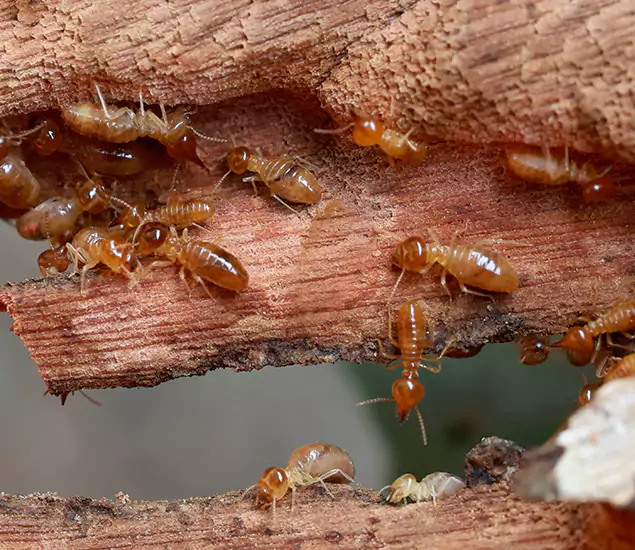 About Our Drywood Termite Treatment Experts in McDonough, GA