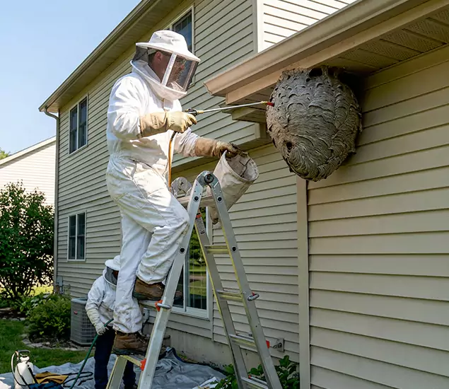 Expert Wasp Nest Removal: Your Local Wasp Nest Removal Company in McDonough, GA