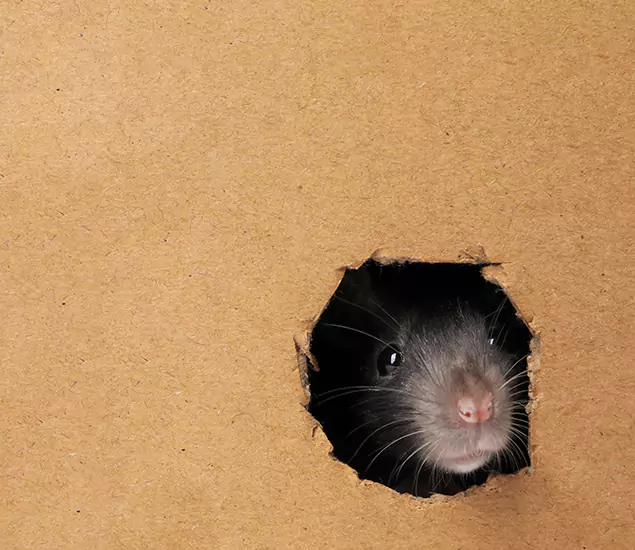 Rats in Attic Removal Experts in McDonough, GA