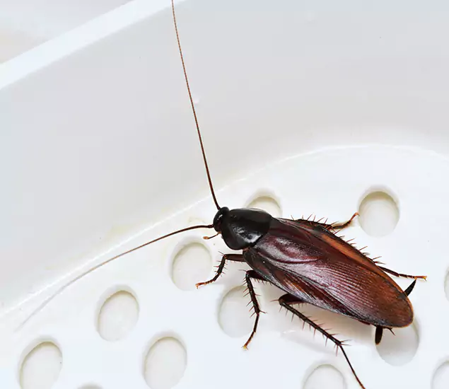 Trusted Cockroach Exterminator: Your Roach Control Services in McDonough, GA