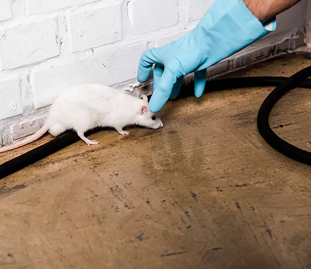 About Rodent Control Experts in McDonough, GA