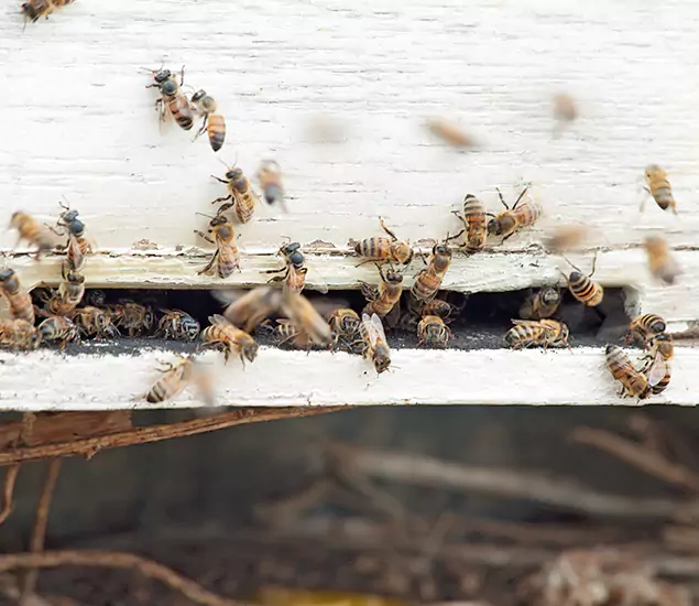 Trusted Termite Exterminator Experts You Can Rely On in McDonough, GA