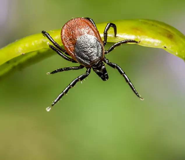Your Trusted Tick Pest Control in McDonough, GA