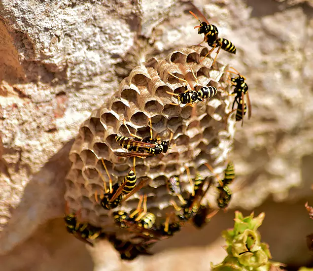 Your Best Wasp Removal Company in McDonough, GA
