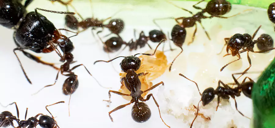 Argentine Ant Barrier Treatment in McDonough