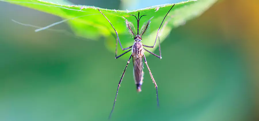 Natural Mosquito Spray for Yard in McDonough