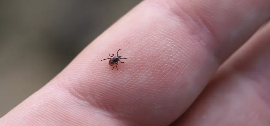 Infection Prevention for Bed Bug Bites in McDonough