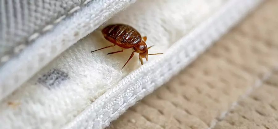 Tenting Bed Bug Fumigation in McDonough