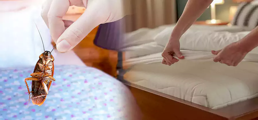 Bed Bug Home Extermination Service in McDonough