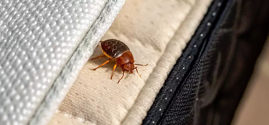 Commercial Bed Bug Control in McDonough