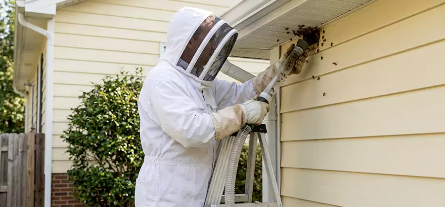 Ground Bee Removal in McDonough
