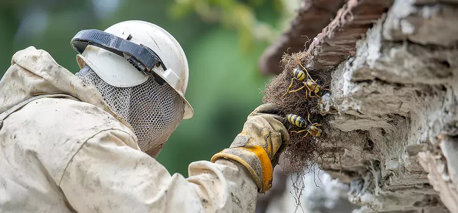 Bee and Wasp Hornet Removal in McDonough