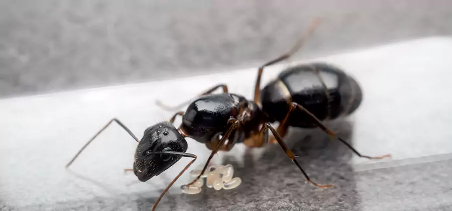 Black Ants in Kitchen Elimination in McDonough