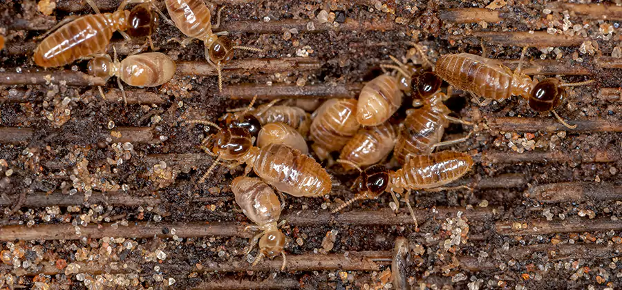 Bora Care Residential Termite Control in McDonough