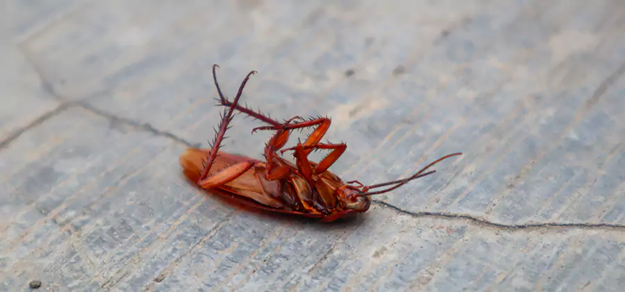 Cockroach Eradication for Commercial Properties in McDonough