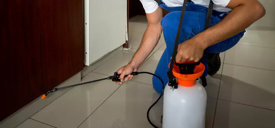 Palmetto Bug Exterminator in McDonough