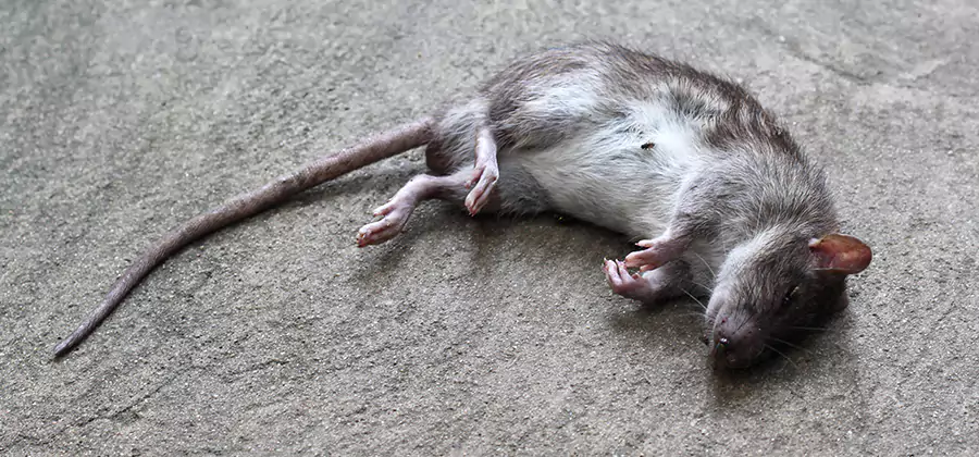 Dead Rat Disposal in McDonough