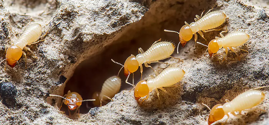 Termite Exterminator Services in McDonough