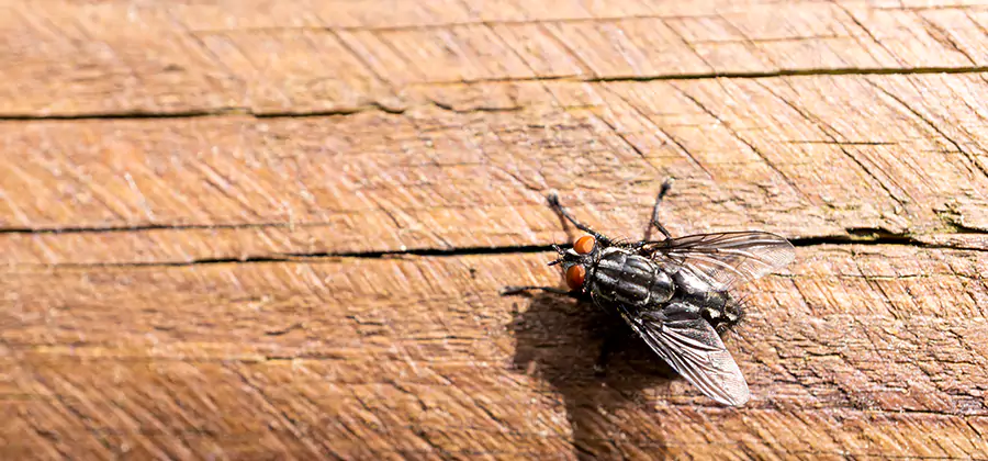 Flying Ant Barrier Treatment in McDonough