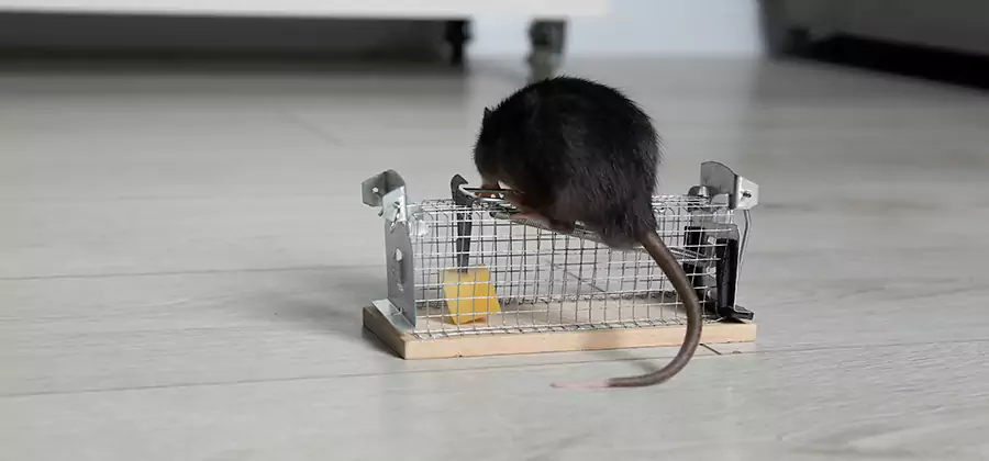 Mice in Attic Removal McDonough