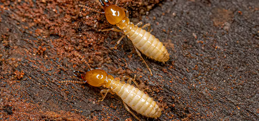 Structural Heat Termite Treatment in McDonough