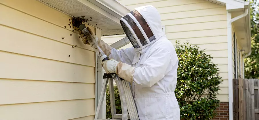 Wasp Nest in Wall Removal in McDonough
