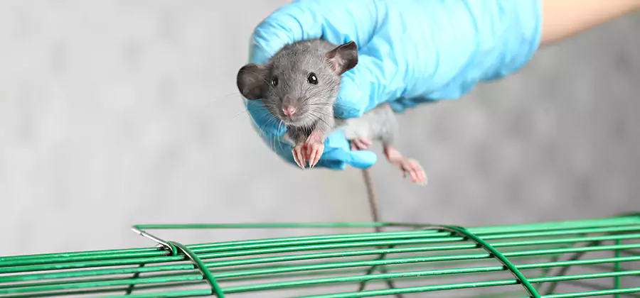 Humane Rat Trapping in McDonough