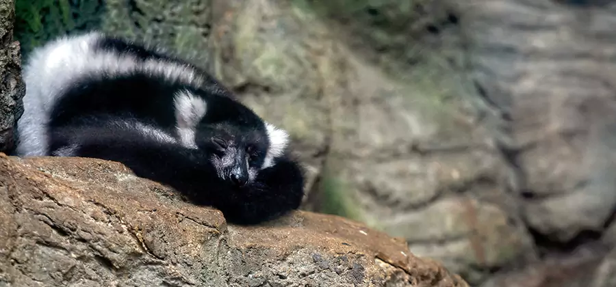 Humane Skunk Removal in McDonough