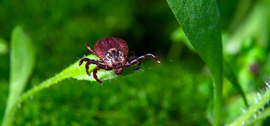 Tick Prevention for Yard in McDonough