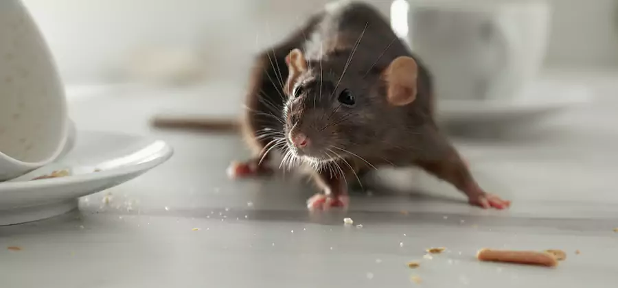 Rodent Feces Removal in McDonough