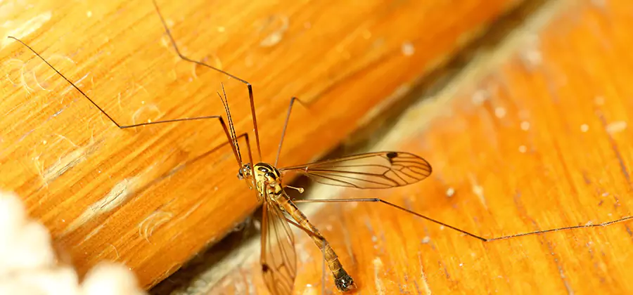 Exterior Mosquito Control in McDonough