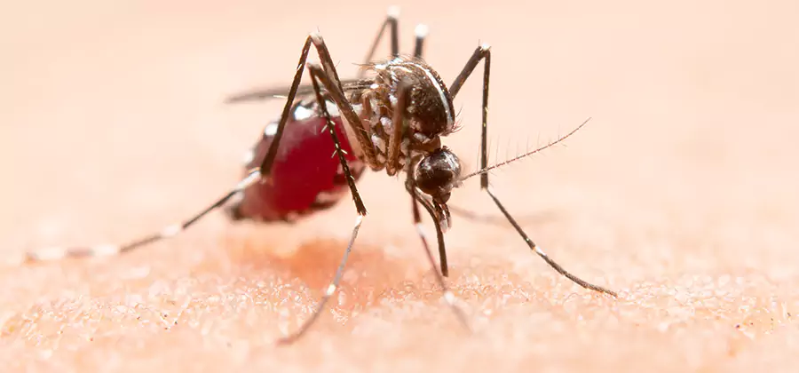 Indoor Mosquito Killer and Interior Control in McDonough