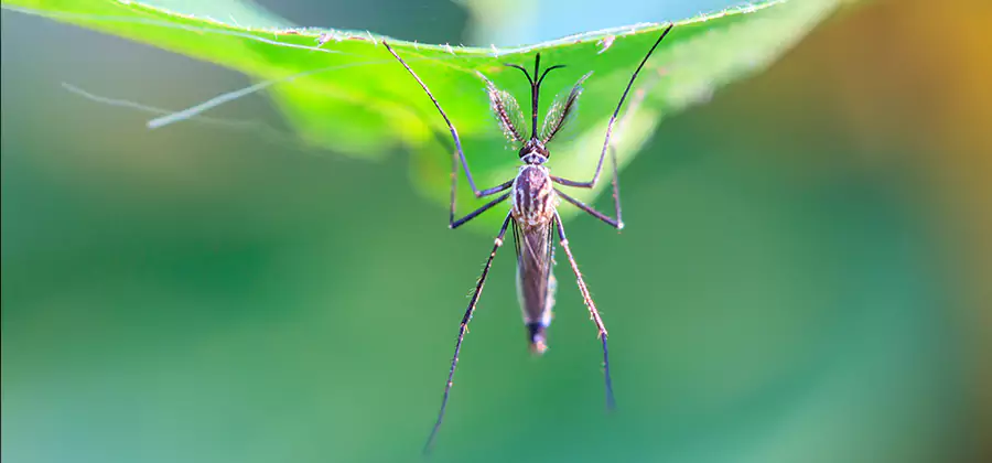 Pest and Mosquito Control for Yard and Patio in McDonough
