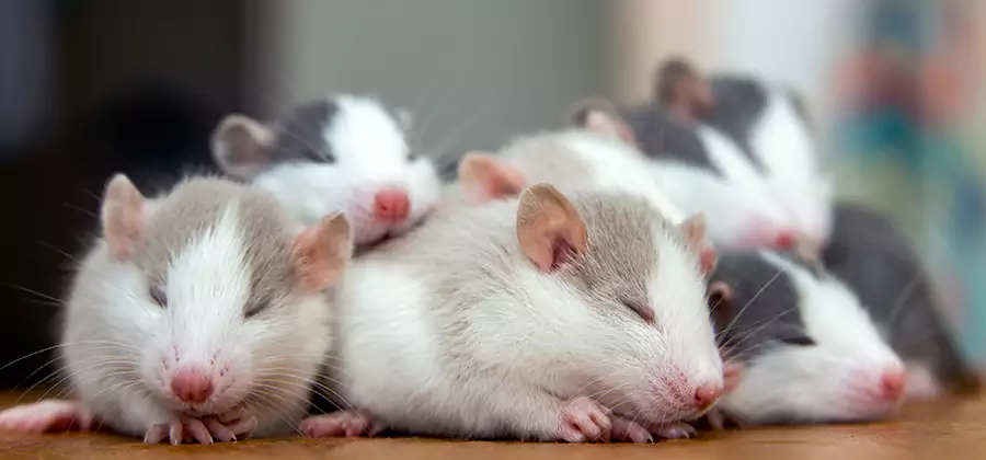 McDonough Pet Safe Mice Control