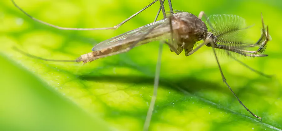 Herbal Mosquito Repellent Treatment in McDonough