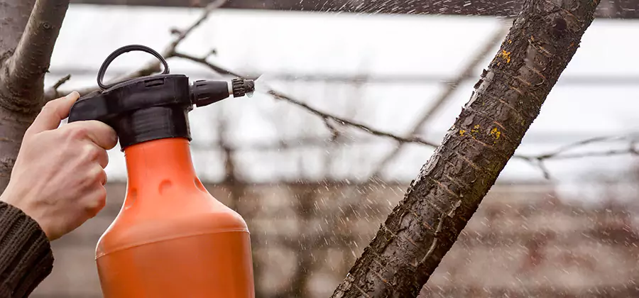 Orange Oil Structural Cavity Treatment in McDonough
