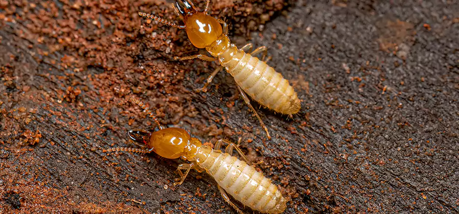 Natural Ant Hill Killer Treatment in McDonough