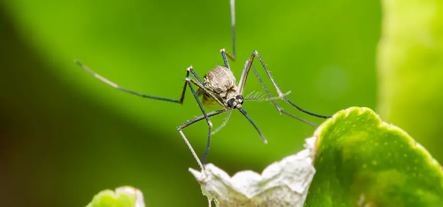 Natural Outdoor Mosquito Repellent in McDonough