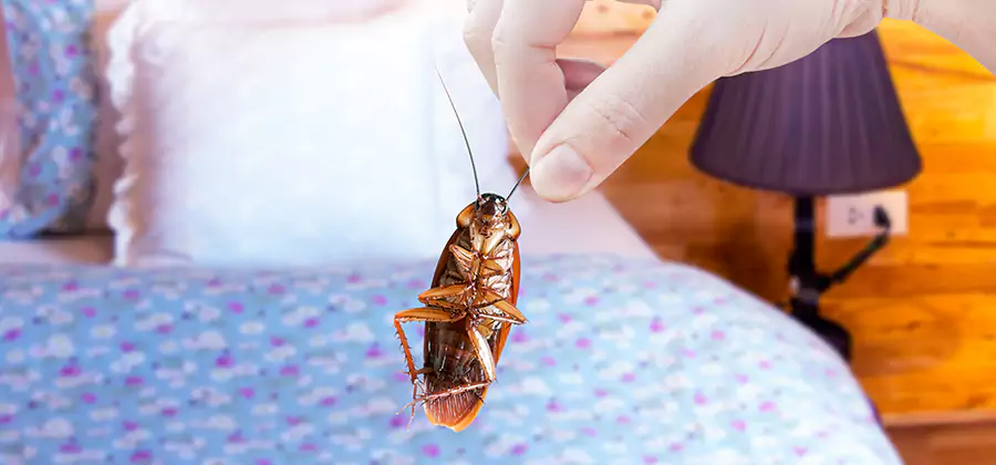 Bed Bug Inspection in McDonough