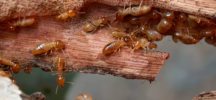 Termite Pest Management in McDonough