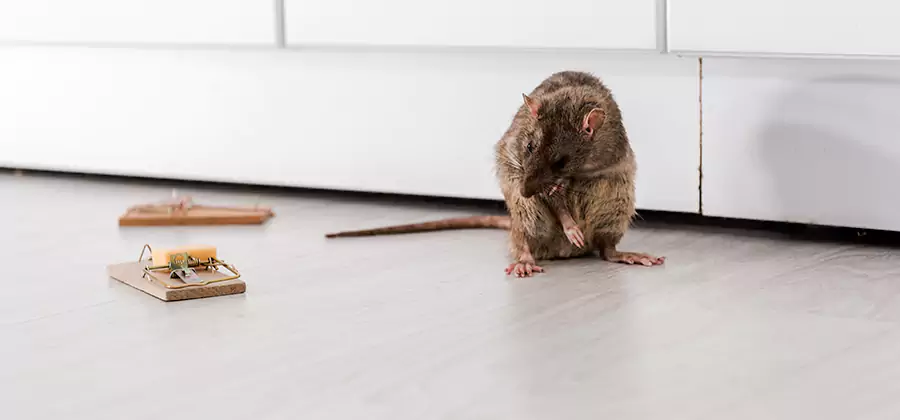 Rat Baiting Removal Service in McDonough
