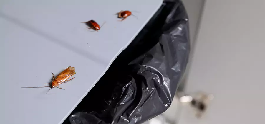 German Roach Pest Control in McDonough